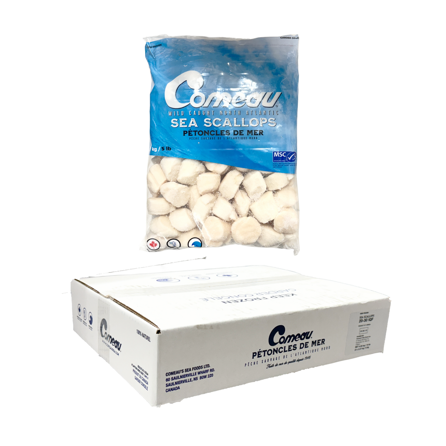 Scallop -Size 20/30 Cannada