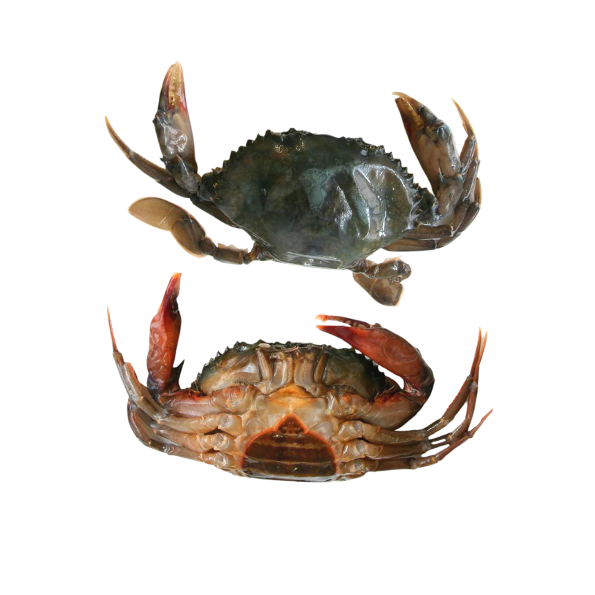 Soft Shell Crab_Size:100/120