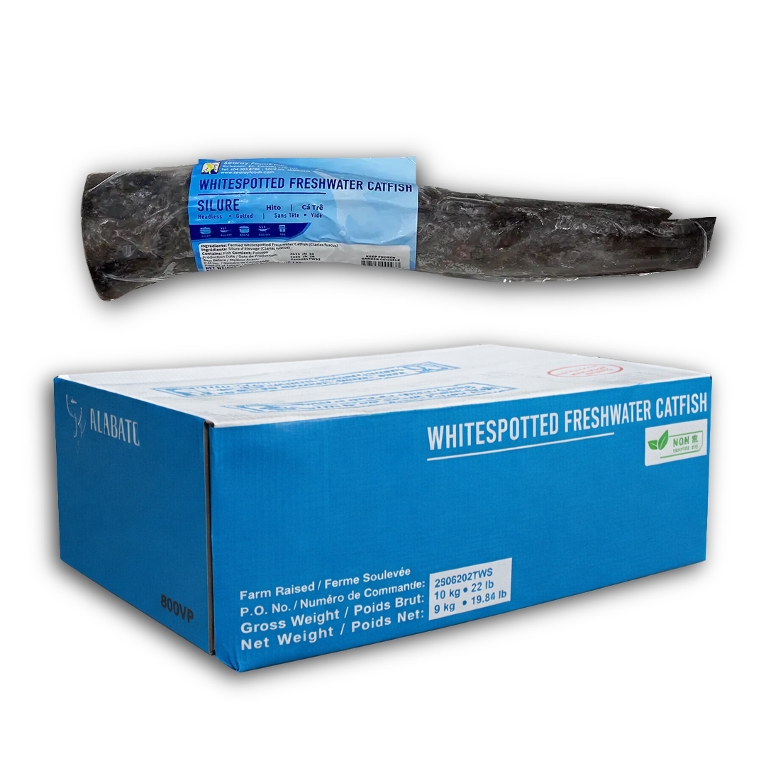 Whitespotted Freshwater Catfish