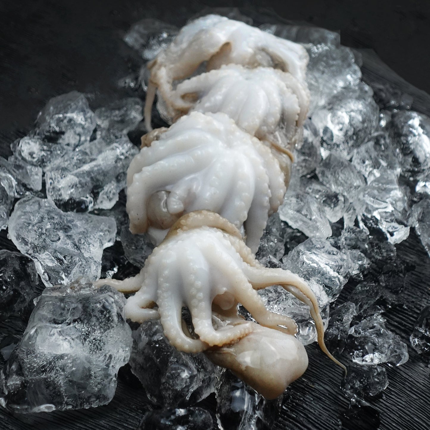 Baby Octopus - Size 16/25