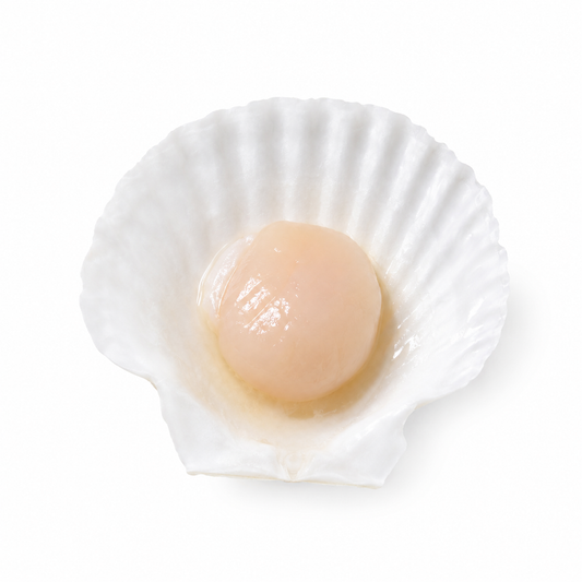 Half Shell Scallop Meat - Size 12UP