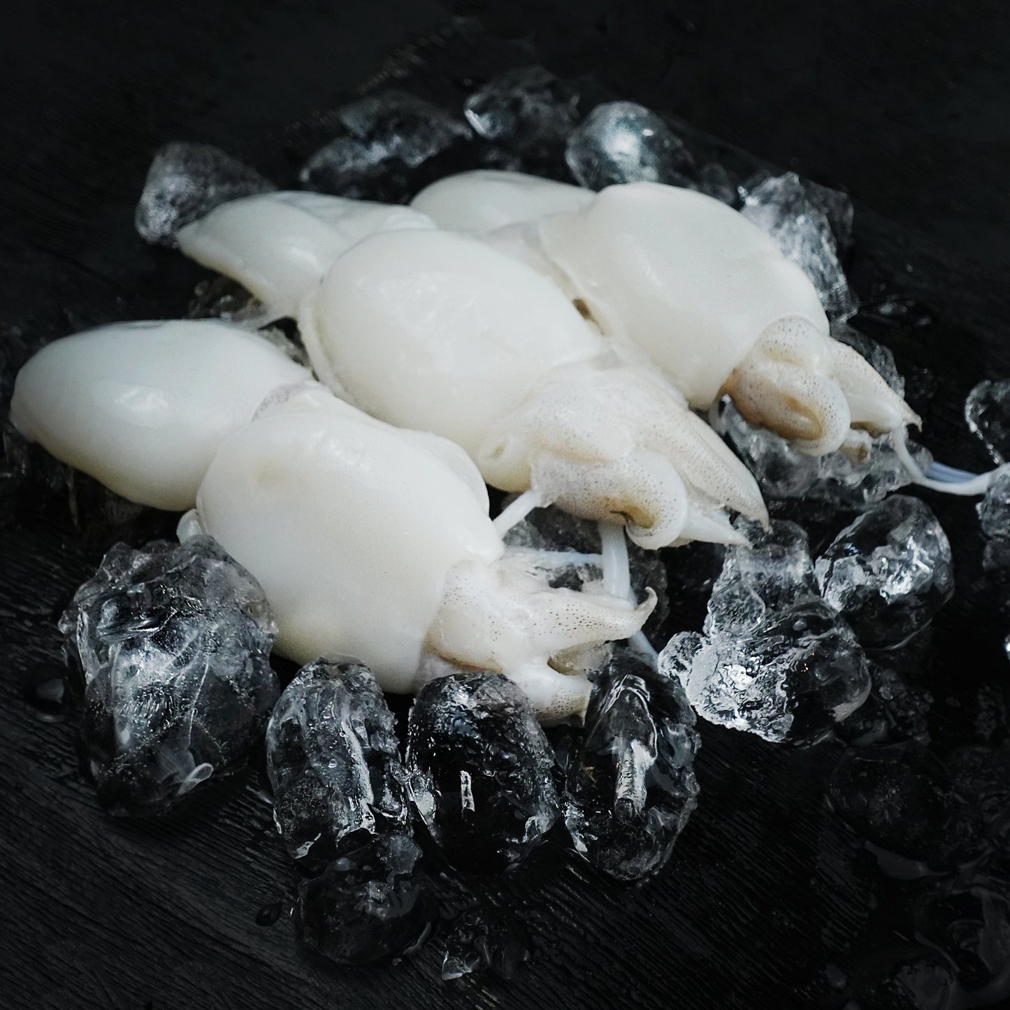 Cuttlefish - Size 10/20