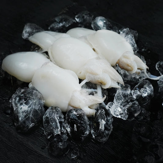 Cuttlefish - Size 20/40