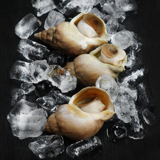 Whelk in Shell - XX
