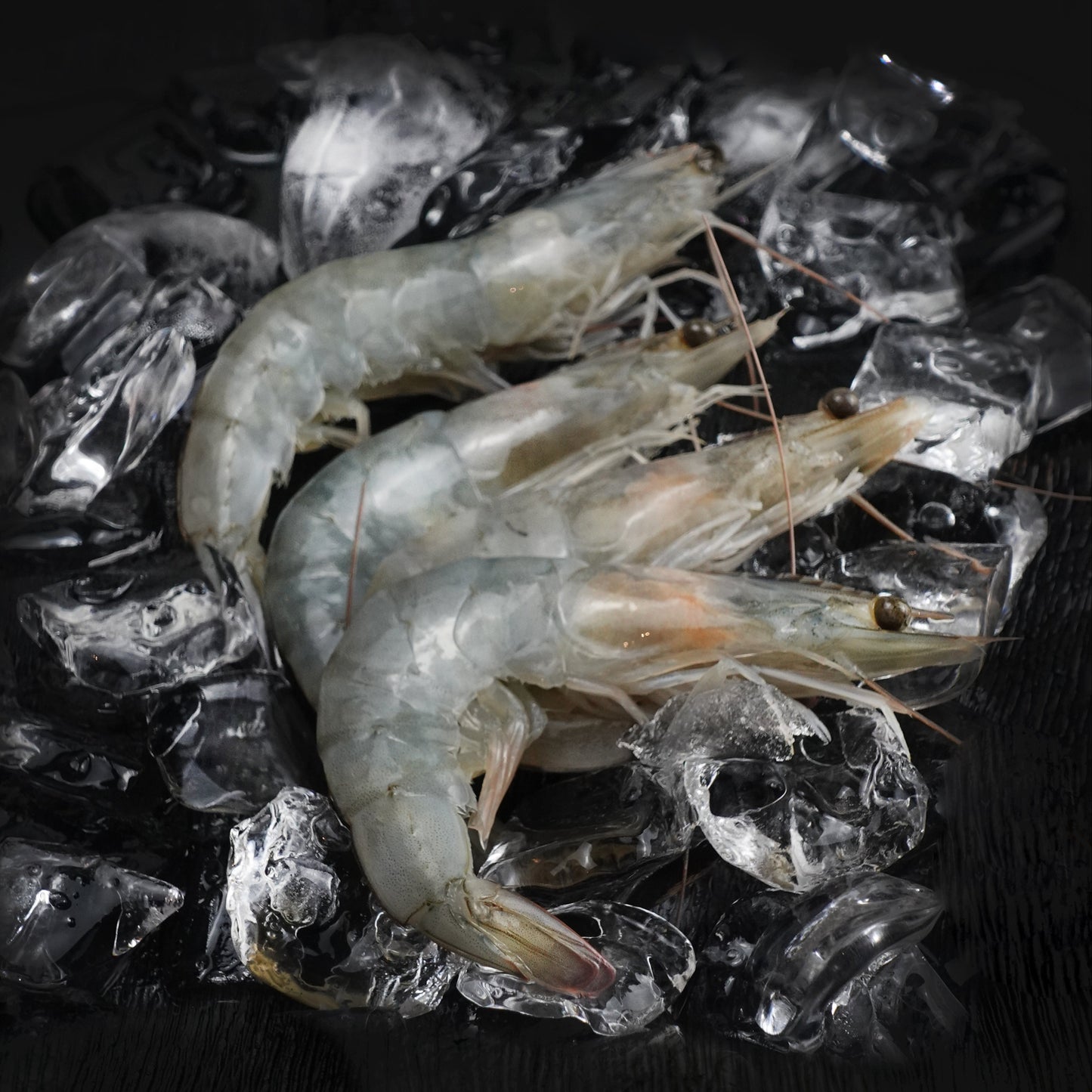 EW-Head on- White Shrimp - Size 30/40