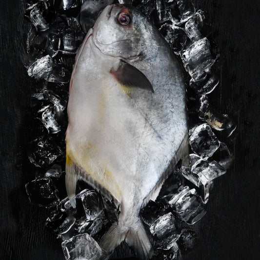 Whole round Pompano - Size 600/800