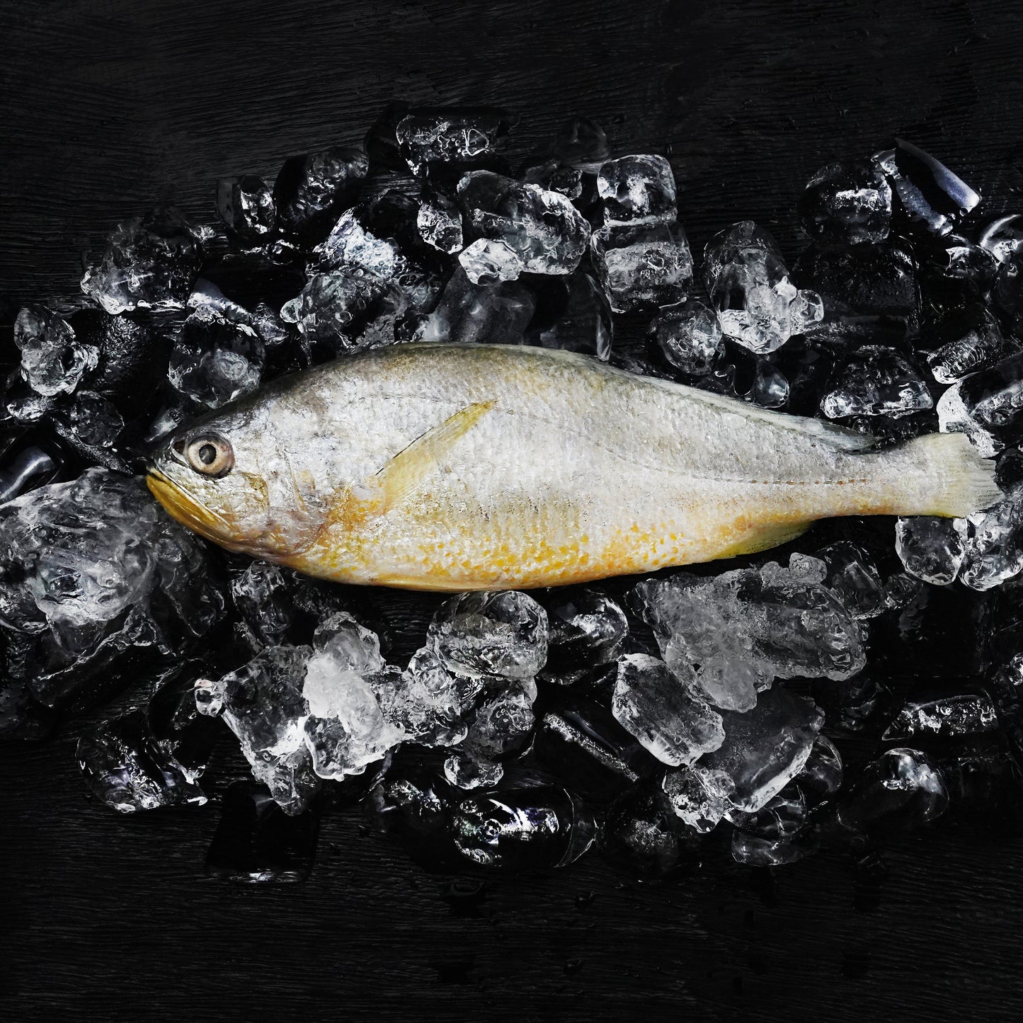 Yellow Croaker - Size 400/500