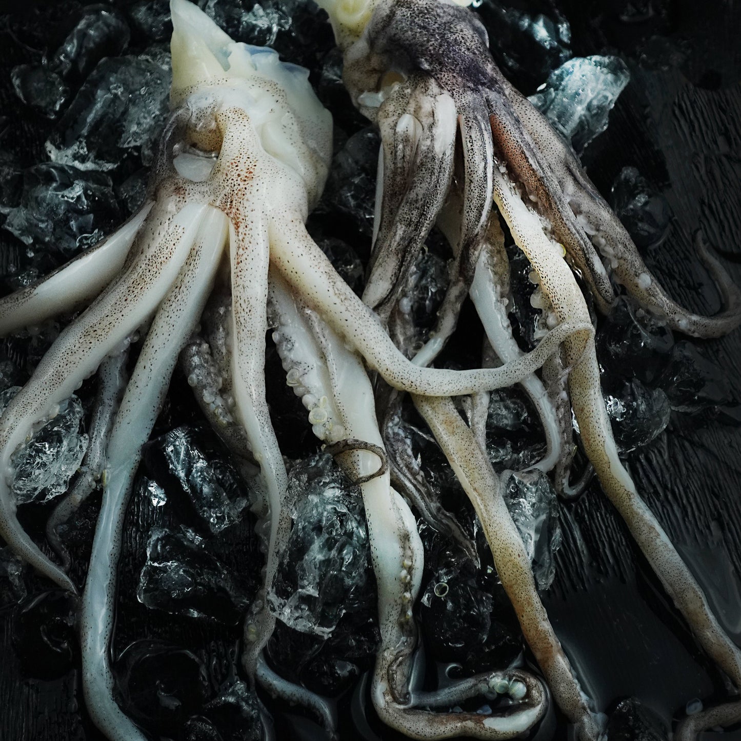 Squid Tent  Size - 200UP